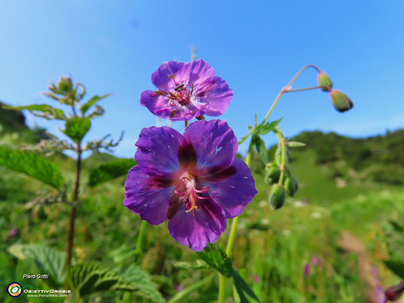 03 Geranium phaeum (Geranio stellato) sul sent. 219 nei prati alle pendici del torrione del Corno Branchino.JPG